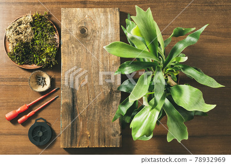 Preparing to Mount Staghorn Fern on Board Flat Lay 78932969