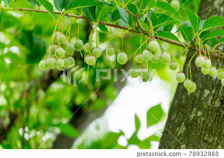 Styrax japonicum 78932988