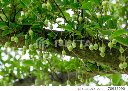Styrax japonicum 78932990