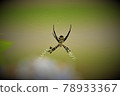 Argiope amoena catching prey 78933367