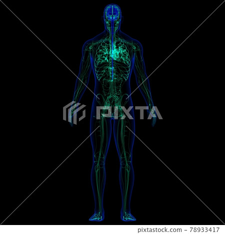 3D Illustration Human Brain With Circulatory System Anatomy 78933417