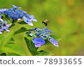 Carpenter bee collecting nectar from hydrangea 78933655