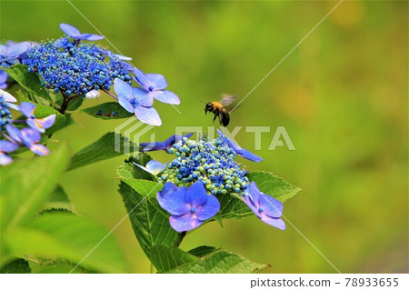 Carpenter bee collecting nectar from hydrangea 78933655