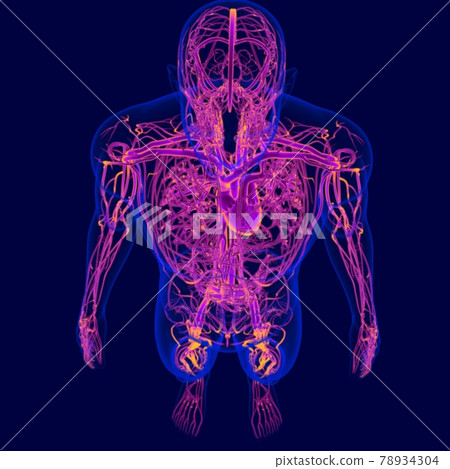 3D Illustration Human Heart With Circulatory System Anatomy For Medical Concept 3D Illustration Human Heart With Circulatory System Anatomy For Medical Concept 78934304