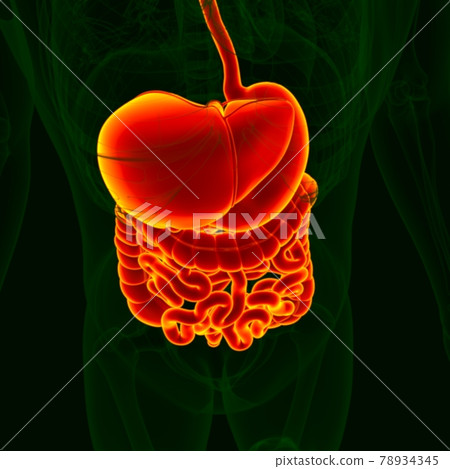 3D Illustration Human Digestive System Anatomy 78934345