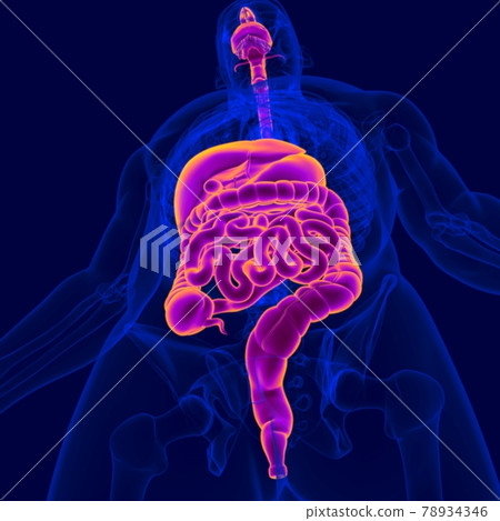 3D Illustration Human Digestive System Anatomy 78934346