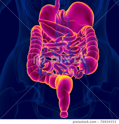 3D Illustration Human Digestive System Anatomy 78934353