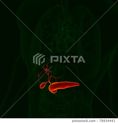 3D Illustration Human Gallbladder With Pancreas Anatomy 78934441