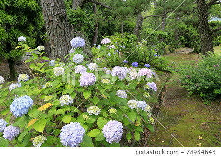 Yosuien Hydrangea Path Yosuien Hydrangea Path 78934643
