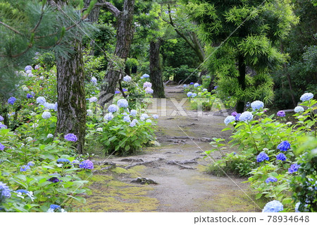 Yosuien繡球花路 78934648