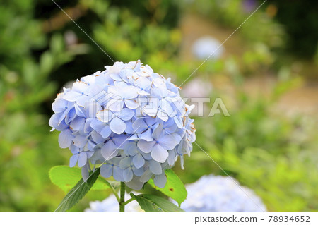 Yosuien Hydrangea Path Yosuien Hydrangea Path 78934652