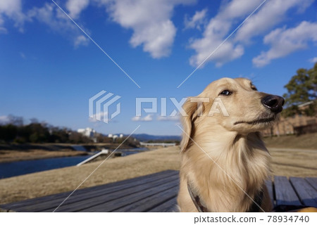 Dog with a sloppy face Dog with a sloppy face 78934740