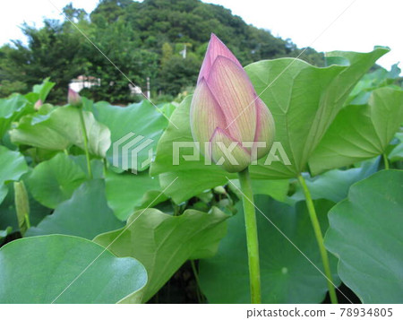 蓮花的蓮花花蕾 蓮花的蓮花花蕾 78934805