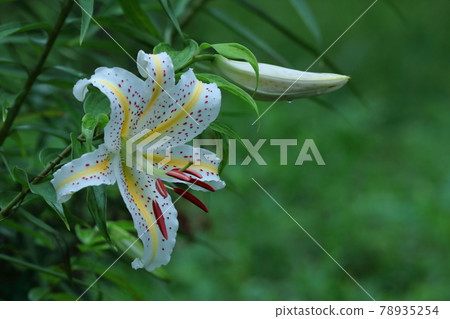 Brilliant Lily King 78935254