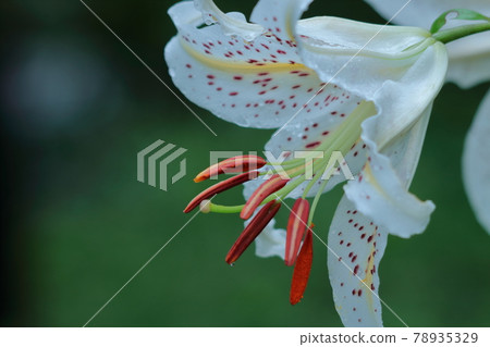 Brilliant Lily King Brilliant Lily King 78935329