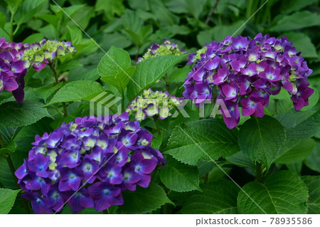Hydrangea (Summer Crash) flowers 78935586