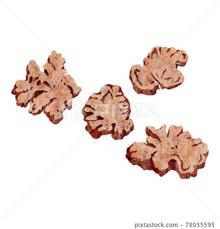 Chinese herbal medicine "Senkyu" hand-painted watercolor style illustration Chinese herbal medicine "Senkyu" hand-painted watercolor style illustration 78935595