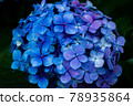 Bright hydrangea 78935864