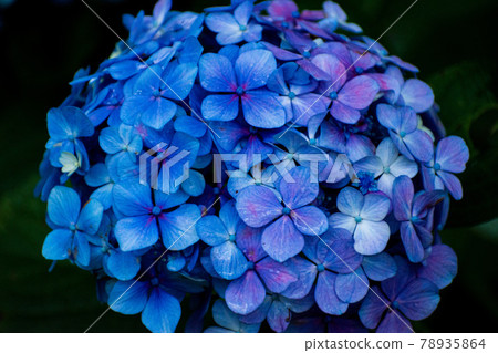 Bright hydrangea Bright hydrangea 78935864