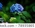 Beautiful hydrangea 78935865