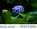 hydrangea   78935866
