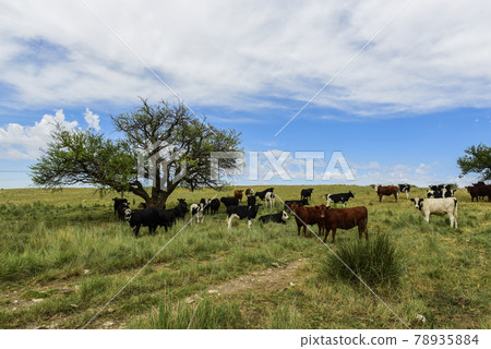 Steers fed on pasture, La Pampa, Argentina 78935884