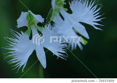 白鷺在天上飛 白鷺在天上飛 78935909