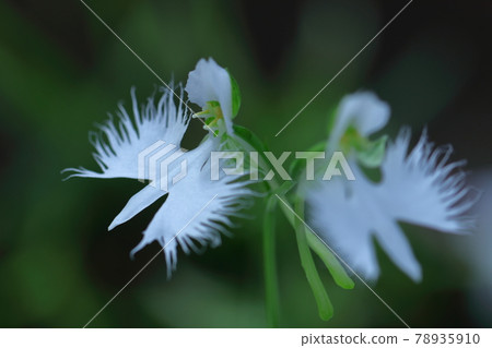 白鷺在天上飛 白鷺在天上飛 78935910