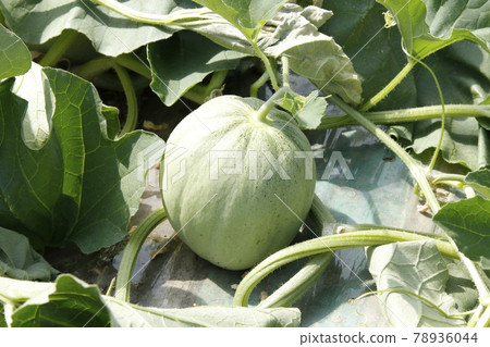 Yubari melon melon field house cultivation melon house melon melon red meat melon Yubari melon melon field house cultivation melon house melon melon red meat melon 78936044