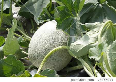 夕張瓜瓜田間屋栽培瓜屋瓜瓜紅肉瓜 78936045