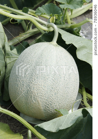 夕張瓜瓜田間屋栽培瓜屋瓜瓜紅肉瓜 78936046