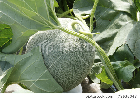 Yubari melon melon field house cultivation melon house melon melon red meat melon 78936048