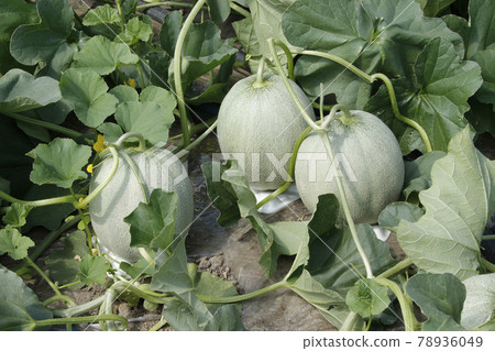 Yubari melon melon field house cultivation melon house melon melon red meat melon 78936049
