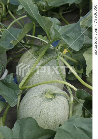 Yubari melon melon field house cultivation melon house melon melon red meat melon 78936050