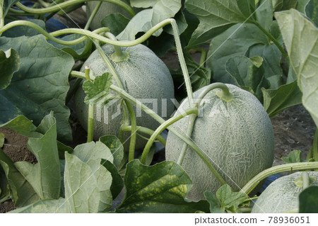 Yubari melon melon field house cultivation melon house melon melon red meat melon Yubari melon melon field house cultivation melon house melon melon red meat melon 78936051