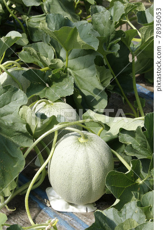 夕張瓜瓜田間屋栽培瓜屋瓜瓜紅肉瓜 夕張瓜瓜田間屋栽培瓜屋瓜瓜紅肉瓜 78936053