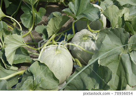 Yubari melon melon field house cultivation melon house melon melon red meat melon Yubari melon melon field house cultivation melon house melon melon red meat melon 78936054