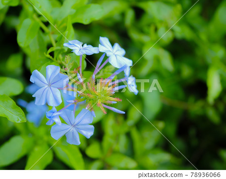 Ruri Matsuri 78936066