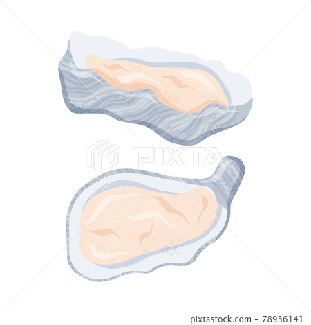 Fresh tasty seafood clams, oysters in seashells vector hand drawn illustration isolated on white background. 78936141