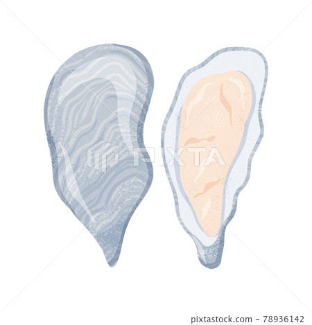 Fresh tasty seafood clams, oysters in seashells vector hand drawn illustration isolated on white background. 78936142
