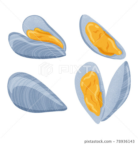 Fresh tasty seafood clams, shellfish in seashells vector hand drawn illustration isolated on white background. 78936143