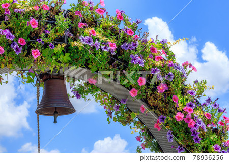 盛開在夏日天空的喇叭花拱門 78936256