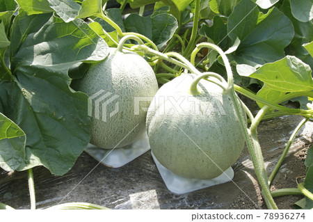 Yubari melon melon field house cultivation melon house melon melon red meat melon Yubari melon melon field house cultivation melon house melon melon red meat melon 78936274