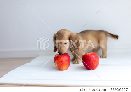 Puppy Kaninhen Dachshund Puppy Kaninhen Dachshund 78936327