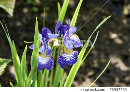 Blooming purple iris in the garden with a blurred background Blooming purple iris in the garden with a blurred background 78937793