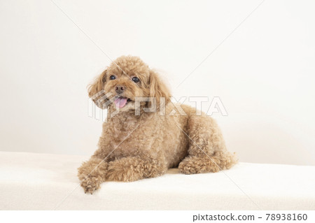 Sitting and smiling toy poodle 78938160