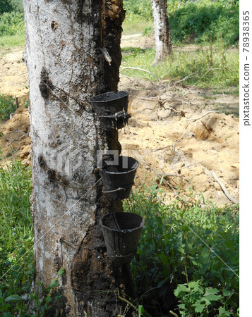 SEREMBAN, MALAYSIA -JANUARY 15, 2017: Rubber tree close up. Rubber tree produces latex which eventually turned into rubber. These trees have matured and can be tapped for latex SEREMBAN, MALAYSIA -JANUARY 15, 2017: Rubber tree close up. Rubber tree produces latex which eventually turned into rubber. These trees have matured and can be tapped for latex 78938365