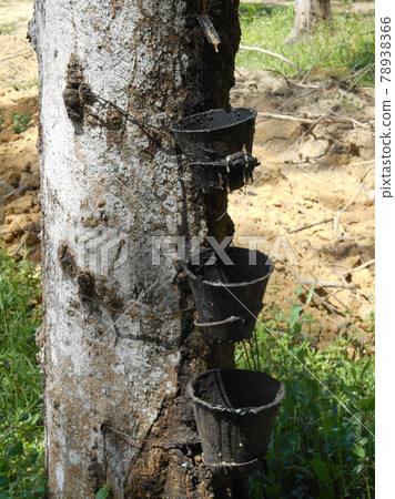 SEREMBAN, MALAYSIA -JANUARY 15, 2017: Rubber tree close up. Rubber tree produces latex which eventually turned into rubber. These trees have matured and can be tapped for latex SEREMBAN, MALAYSIA -JANUARY 15, 2017: Rubber tree close up. Rubber tree produces latex which eventually turned into rubber. These trees have matured and can be tapped for latex 78938366