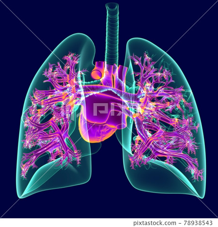 3D Illustration Human Heart With Transparency Lungs 3D Illustration Human Heart With Transparency Lungs 78938543