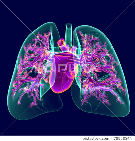 3D Illustration Human Heart With Transparency Lungs 3D Illustration Human Heart With Transparency Lungs 78938544